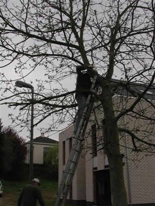  dikke takken afzagen 