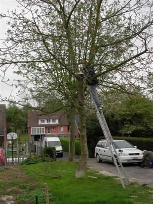  dikke takken afzagen... dat kan duren... 