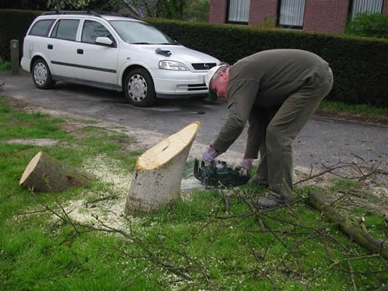  stam met grond gelijk maken 